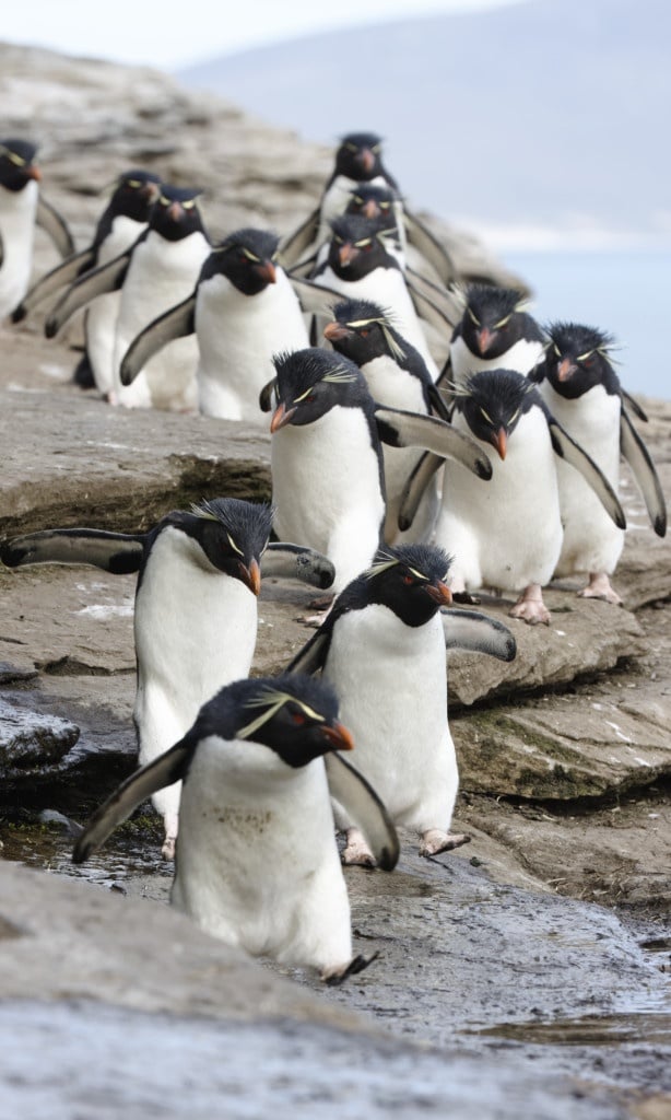 La marche des pingouins