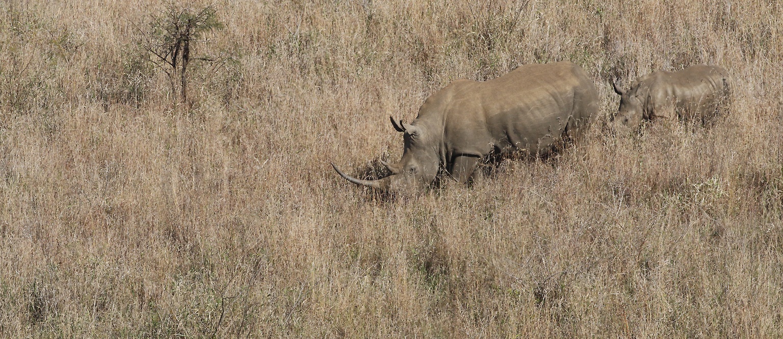 Rhinocéros (mère et fils)