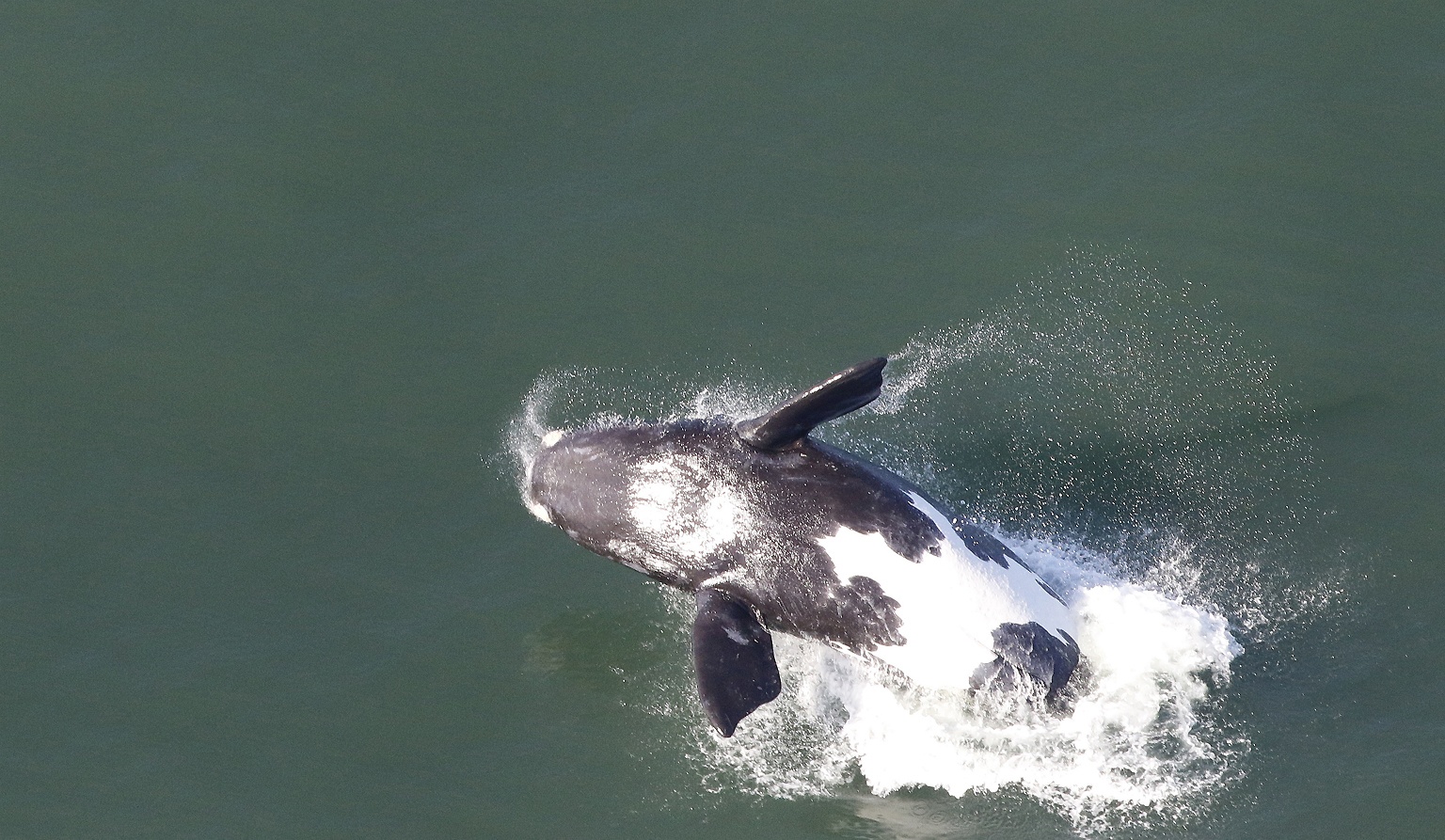 Baleine franche australe (breaching)