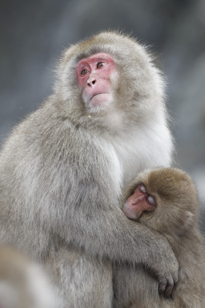 Macaques du Japon