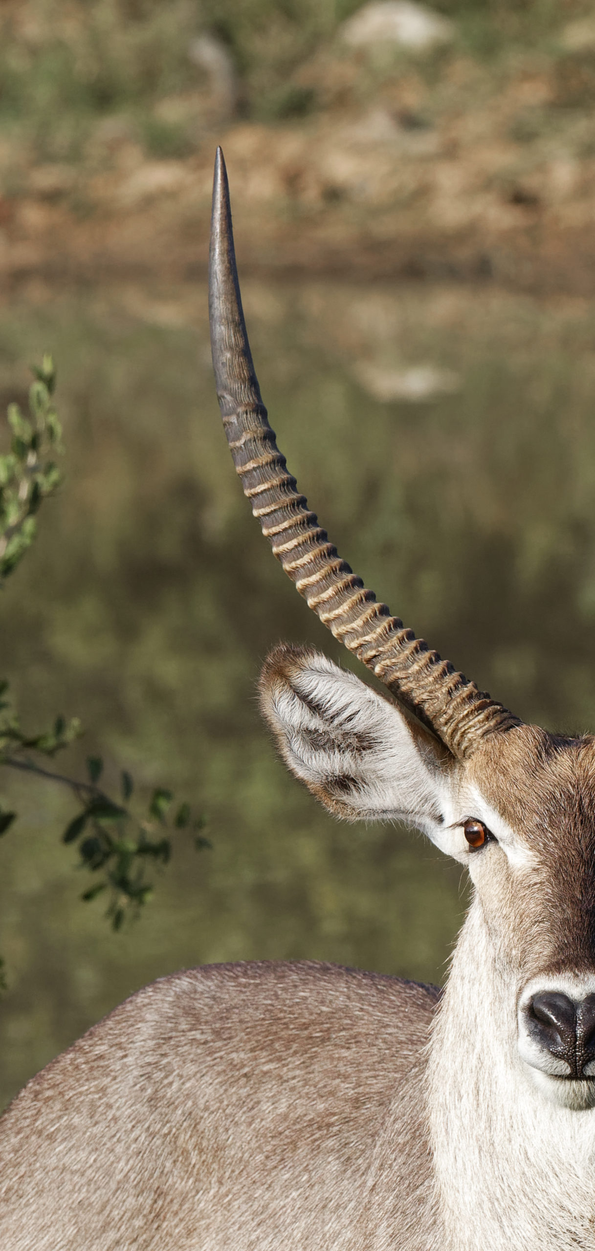 Demi-antilope