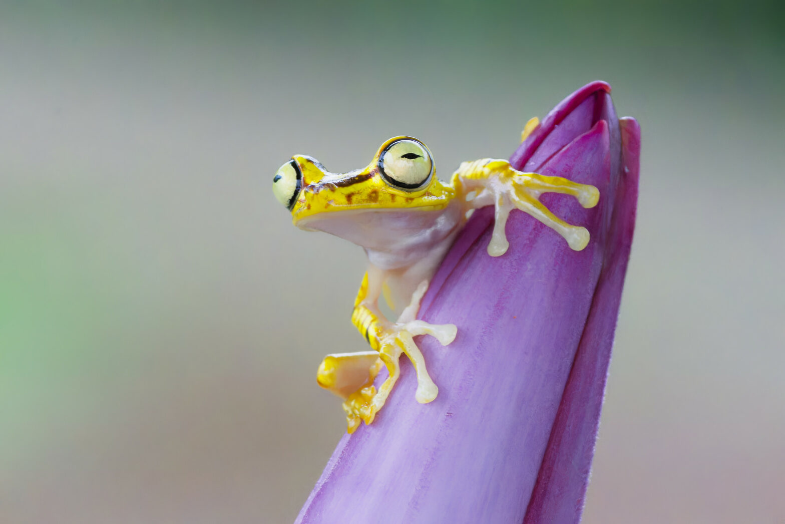 Grenouille, Équateur 2024