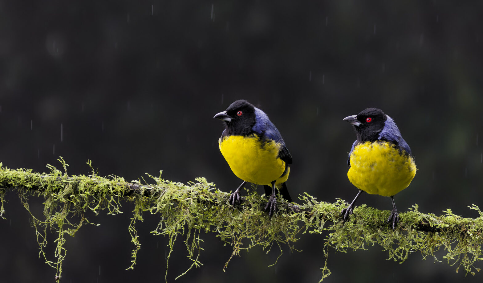 Hooded Mountain-Tanager, Tangara montagnard (Buthraupis montana)