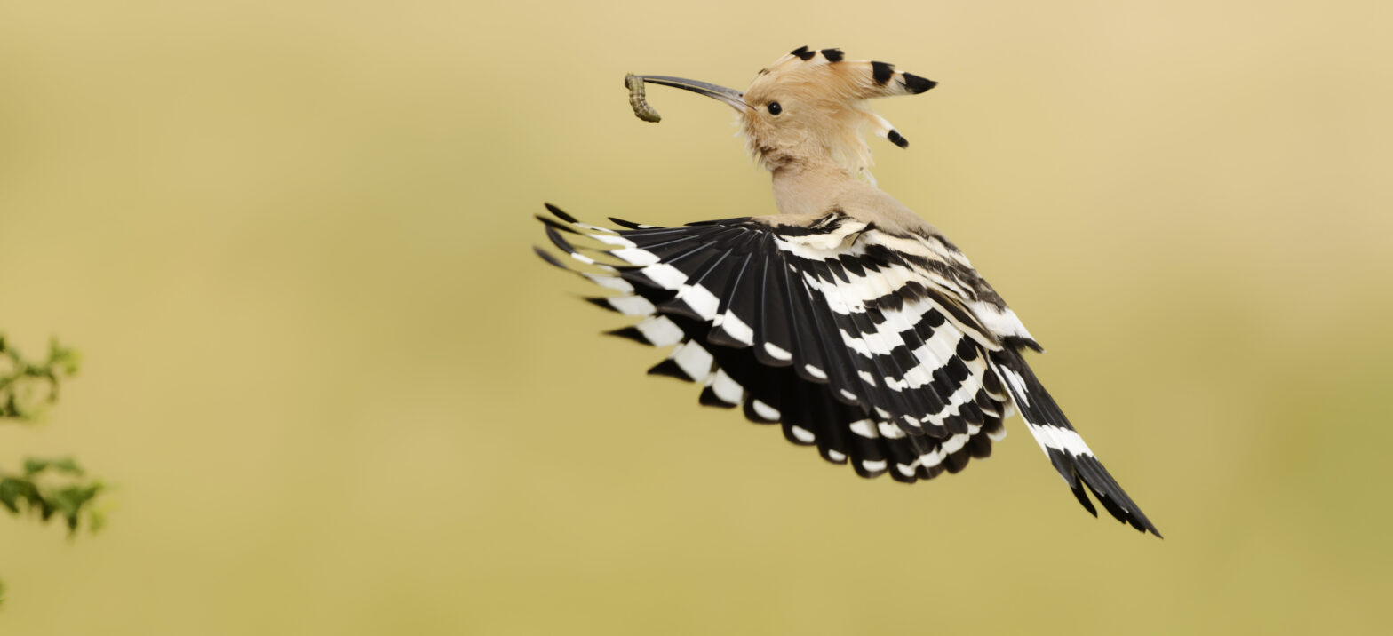 Huppe fasciée (Hoopoe)