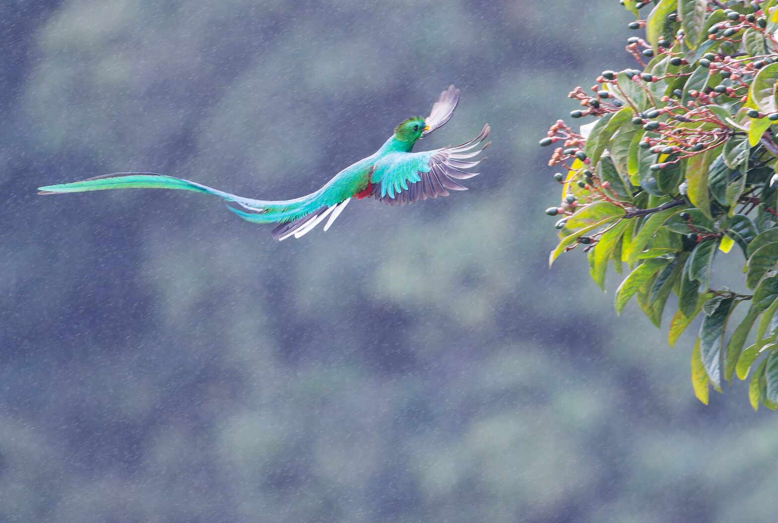 Quetzal